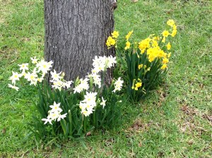 bulbs, spring, july Melbourne