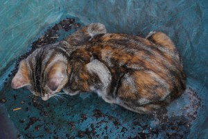 Daisy in Wheelbarrow