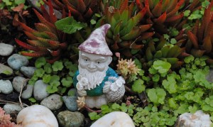 Mr Gnome in garden 2