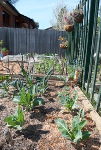 Garden beds in between 1