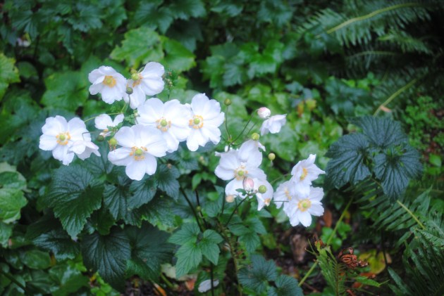 Japanese Windflowers