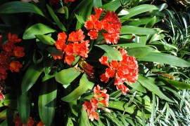 Red Bromeliads