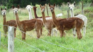 Alpacas Gippsland