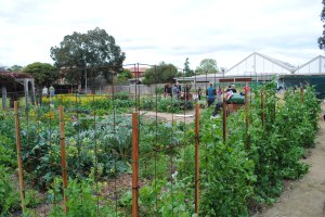 The garden landscape