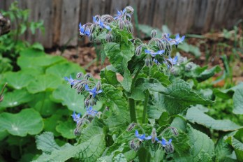 Borage