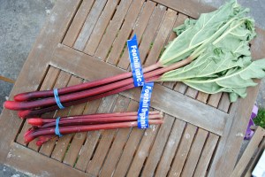 Foothills Organics Rhubarb