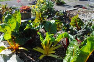 Rainbow Chard