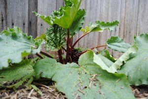 Rhubarb