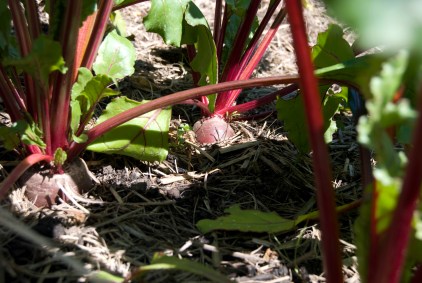 beetroots need boron