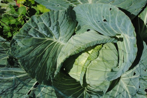Cabbage extraordinaire