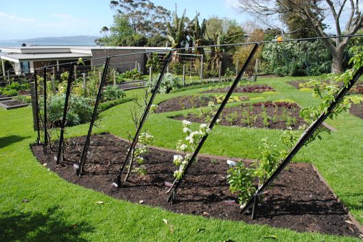 Espaliered fruit trees