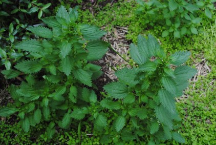 Nettles