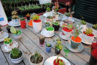 Succulents in cups