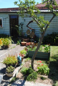 Apple tree Aldi bed October 13