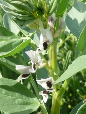 faba beans 2