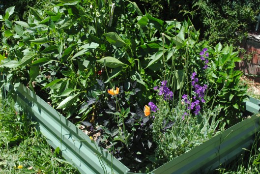 05_2812_chilliplants