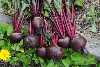 Beets picked