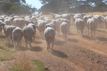 Dipped sheep heading out to the paddock