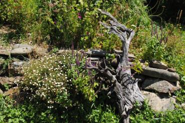 driftwood