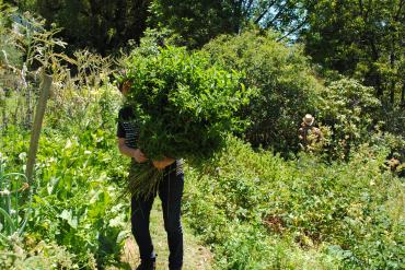 Judi & mint for drying