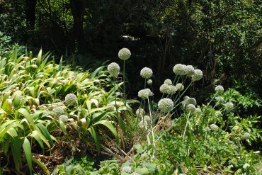 Perrenial leeks
