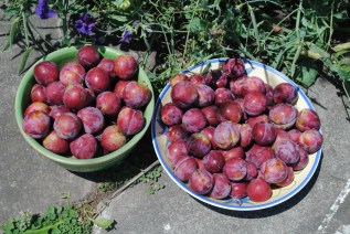Picked plums