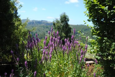 Purple Salvia view
