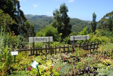 Rockery Ground Cover View