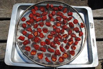 Day 3:4 Sun dried tomatoes