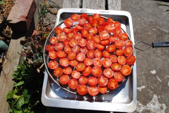 Day 1 - Sun-dried tomatoes