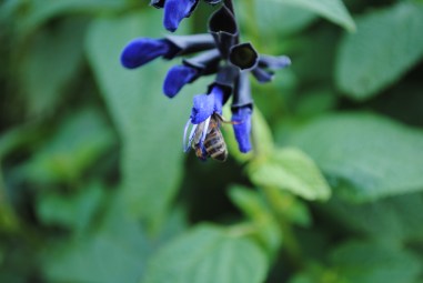 Bee in Salvia 2A