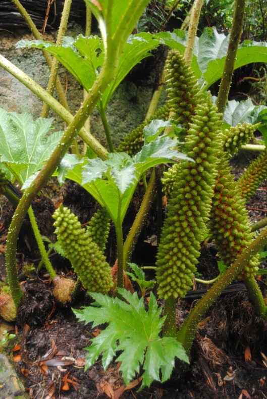 Giant Rhubarb 2