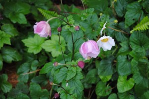 Japanese windflowers
