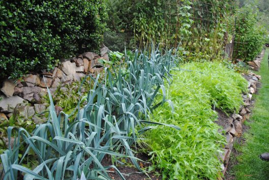 Leeks & lettuce