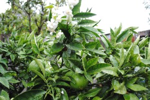 Oranges & blossom - April