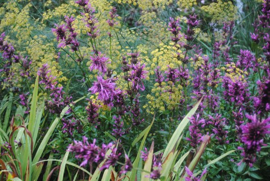 Salvia & Fennel