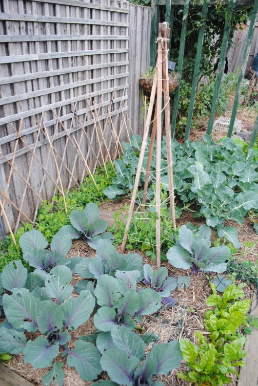 Cabbage, sweet pea, broccoli, rainbow 