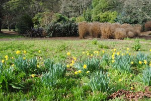 Feature daffodils