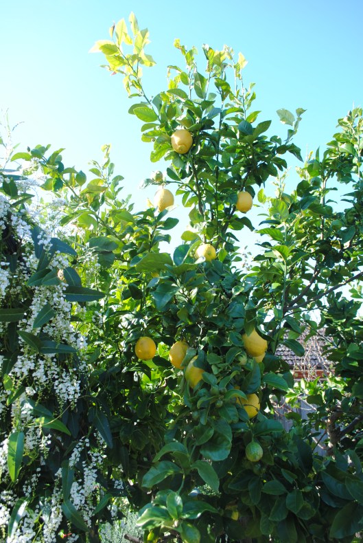 Lemons & hardenbergia