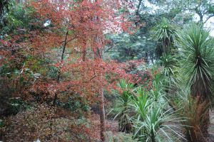 Maple & Cabbage Trees