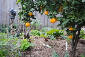 Oranges