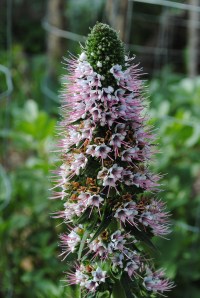 Echium Heronswood Pink