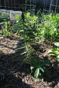Echium pre-flowering