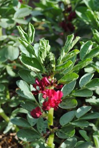 Scarlet Broad Bean